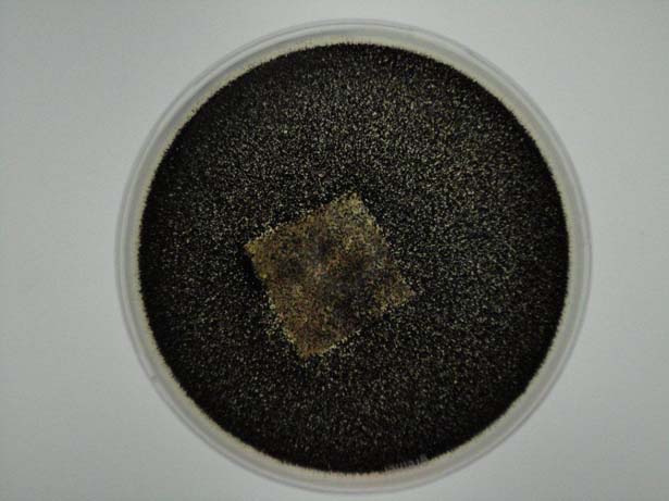 Mahle Tech Tech Check copy